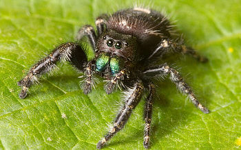Jumping spider collection, Vivid colors, Acrobatic arachnids, -worthy HD wallpaper