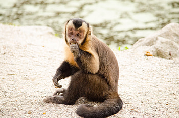 Animals, Monkey, Nice, Sweetheart, Small, Capuchin HD wallpaper