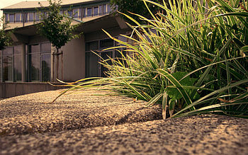 Plants, Grass, Art HD wallpaper