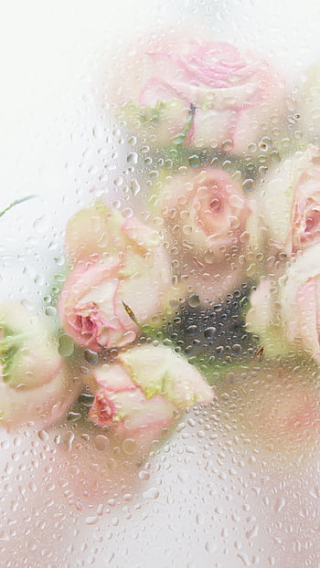 Close-up of pink roses with water droplets on glass, creating a delicate, dreamy effect. HD phone wallpaper