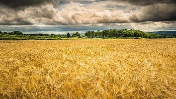 Wheat Field Green Trees Bushes Under White Clouds Blue Sky During Daytime Nature HD wallpaper