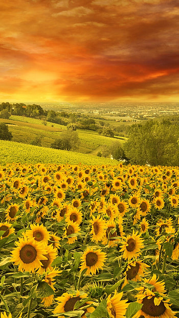 Earth's sunflower, Nature's marvel, Vibrant petals, Unique beauty HD phone wallpaper
