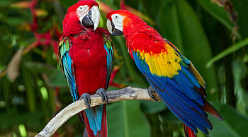Stunning parrot , Colorful bird species HD wallpaper
