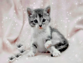 Sitting like a lady, kitten, animal, kitty, like, lady, sitting, cad, funny, flowers HD wallpaper