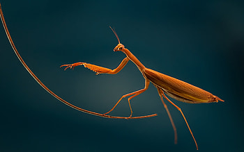 Praying mantis, calugarita, orange, insect, macro HD wallpaper