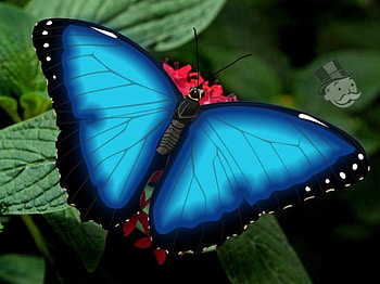 Butterfly, animal, blue, bytterfly, flower HD wallpaper