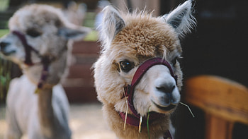 Llama in blurred background, Beautiful animal scenery, Llama serenity, Nature's beauty HD wallpaper