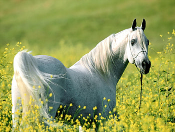 Animals, Flowers, Grass, Light, Light Coloured, Stroll, Horse HD wallpaper