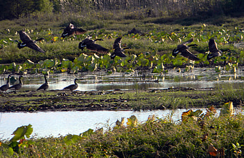 Gaggle of Geese, refuge, ms, goose, lake, canadian geese, geese HD wallpaper