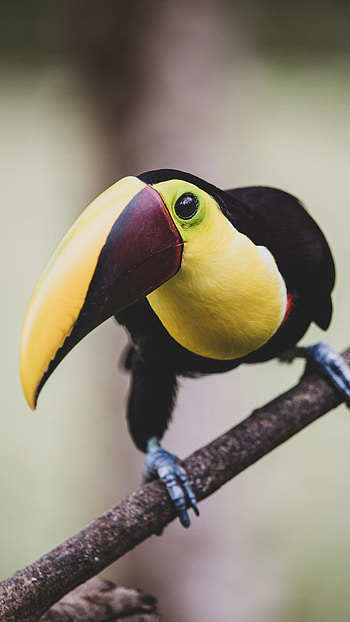 Toucans, Black Yellow HD phone wallpaper