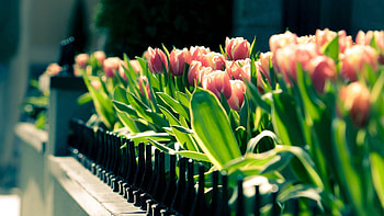 Flowers, Tulips, Shine, Light, Bloom, Flowering HD wallpaper