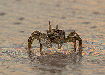 Horned Ghost Crab, animal, crab, horned, ghost HD wallpaper