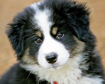 Sweet puppy look, dog, animal, sweet, puppy HD wallpaper