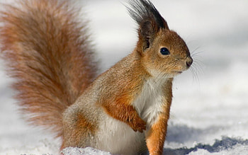 Animals, Squirrel, Fluffy, Sight, Opinion, Tail, Fur HD wallpaper