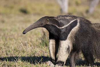 Giant anteater , Myrmecophaga tridactyla, Wild animals, iNaturalist HD wallpaper