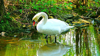 Animals, Rivers, Grass, Beautiful, Swan, Snow White, Snow-White HD wallpaper