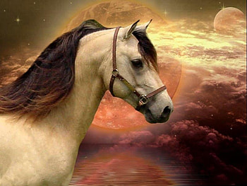 Horse Sky, horses, planets, arabians, sky, nature, ponies HD wallpaper