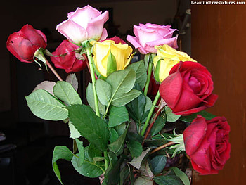 ROSE BOUQUET, pink, roses, yellow, green, red HD wallpaper