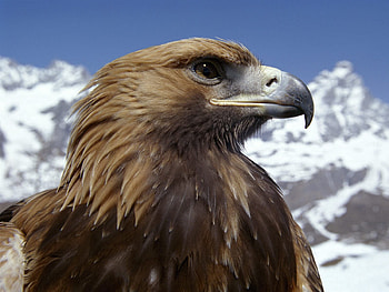 Animals, Bird, Beak, Predator, Eagle, Dangerous HD wallpaper