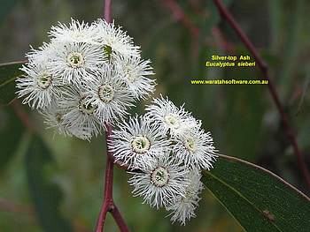 SILVER TOP ASH FLOWER, lovely, pretty, tree, flower HD wallpaper