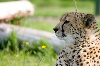 Animals, Cheetah, Muzzle, Predator, Big Cat, Profile HD wallpaper