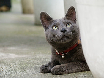 Animals, Cat, Muzzle, Collar HD wallpaper