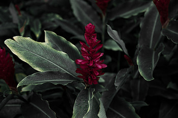 Flowers, Leaves, Flower, Petals, Jacobinia, Justice Brandege, Justice Of The Brandage HD wallpaper