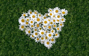 Plants, Flowers, Camomile HD wallpaper