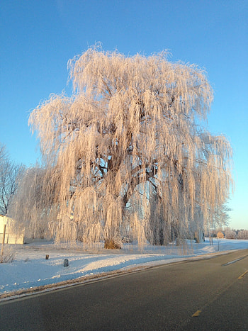 Willow Tree, Majestic nature, Symbolic beauty, Peak of elegance HD phone wallpaper
