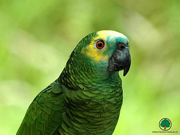 adi, birds, animals HD wallpaper