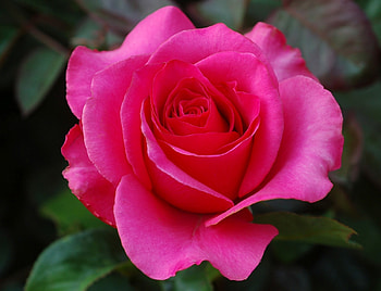 ROSE, PETALS, LEAVES, GREEN, PINK HD wallpaper