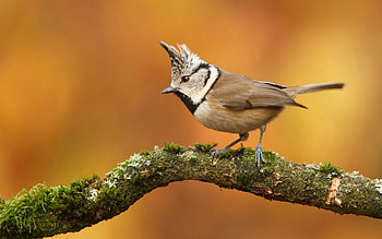 Animals, Bird, Sit, Branch, Crest, Pappus HD wallpaper