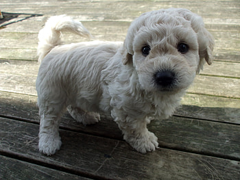 Animals, Muzzle, Curly, Puppy HD wallpaper