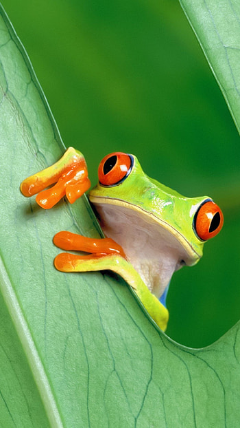 Cute Frog, Funny Frog HD phone wallpaper