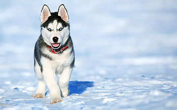 Husky winter , Playful puppies, Captivating visual, High-quality resolution HD wallpaper