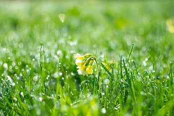 Beautiful primrose flower surrounded by fresh dew-covered grass in a spring scene. HD wallpaper