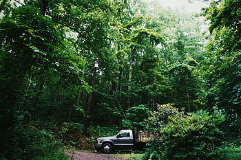 Trees, Cars, Forest, Suv HD wallpaper