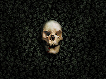 Skull Vampire, skull, artist HD wallpaper