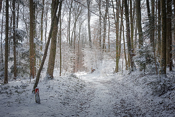 Winter, Nature, Trees, Road, Forest, Path HD wallpaper