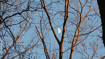Half Moon in a Tree Fork, blue sky, tree branches, 1une, moon, trees, waxing m00n, lunar HD wallpaper