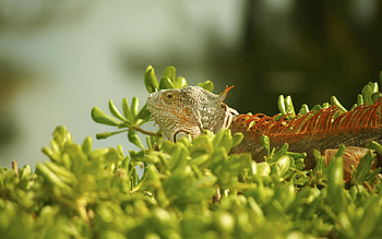 Animals, Grass, Plant, Iguana, Climb HD wallpaper