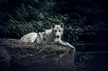 Animals, Predator, Wolf, Sight, Opinion, Animal, Hay HD wallpaper
