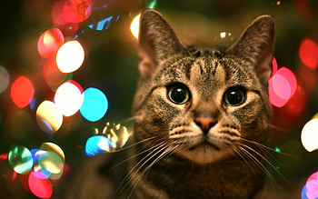 Animals, Cats HD wallpaper