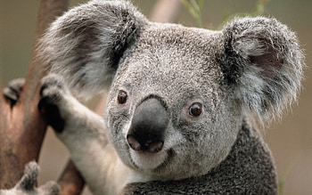Stunning Koala Close-Up: Nature’s Adorable Forest Gem, Animal, koala HD wallpaper