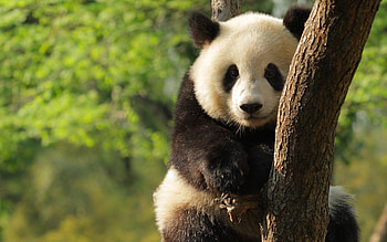 Baby panda bear - HD wallpaper