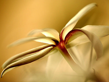 Plants, Flowers HD wallpaper