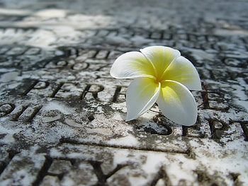 Plants, Flowers HD wallpaper
