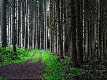 Ride Through The Forest, bushes, dirt, grass, tree HD wallpaper
