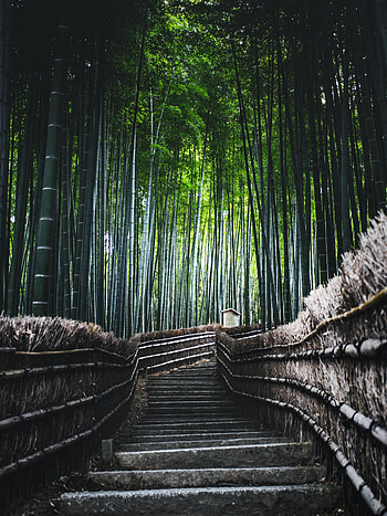Nature, Trees, Forest, Ladder, Stairs, Bamboo HD phone wallpaper
