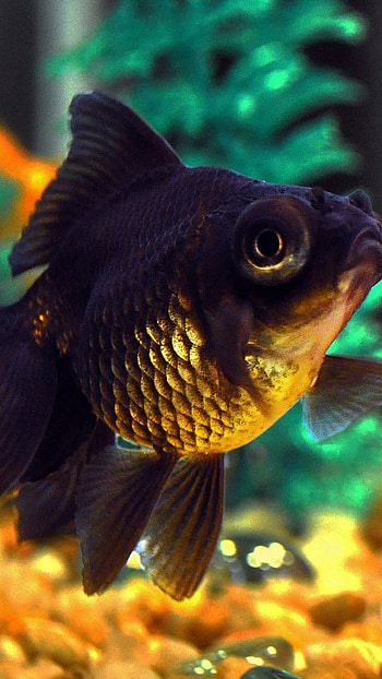 Gold Fish, Nature HD phone wallpaper